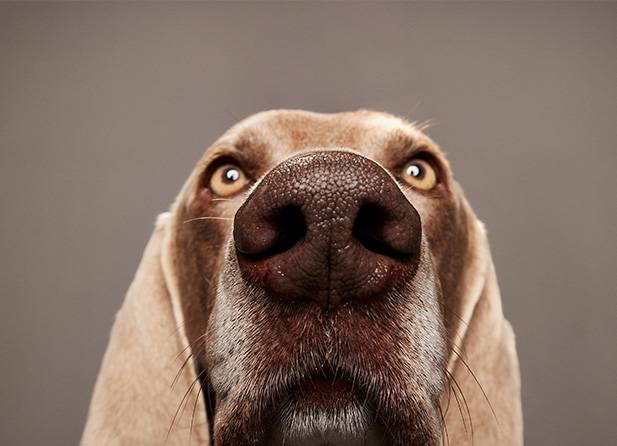 Close up photo of a dog sniffing the screen.