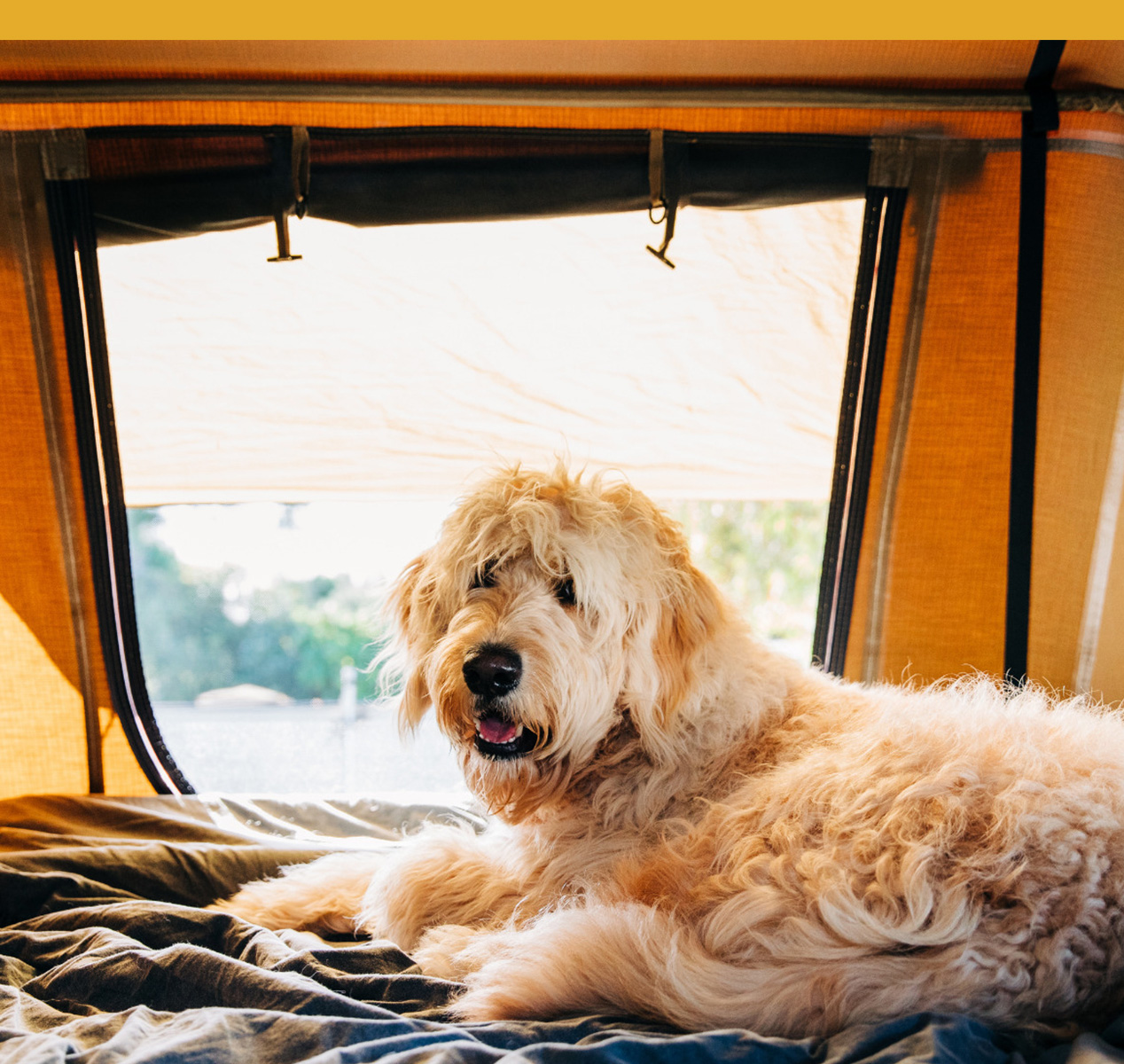A dog led down inside a camping tent.