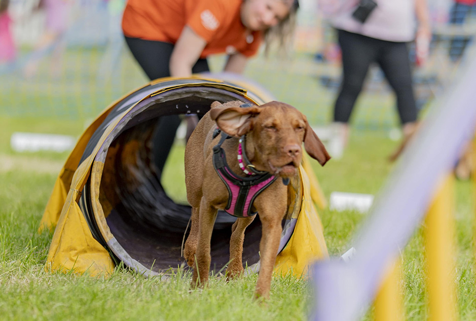 A dog running through a tunnel at an agility course at Dogstival festival.
