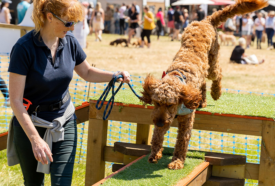 A dog running over an agility course at Dogstival festival.