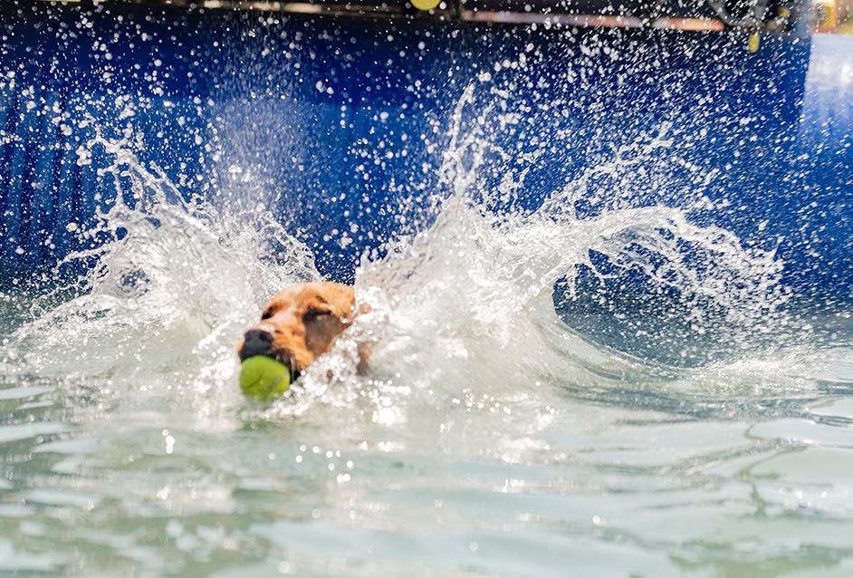 A dog swimming in a pool at Dogstival festival.