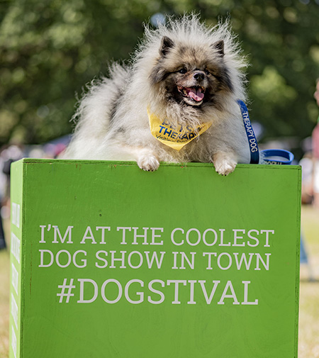 A small dog on a green podium at Dogstival festival.