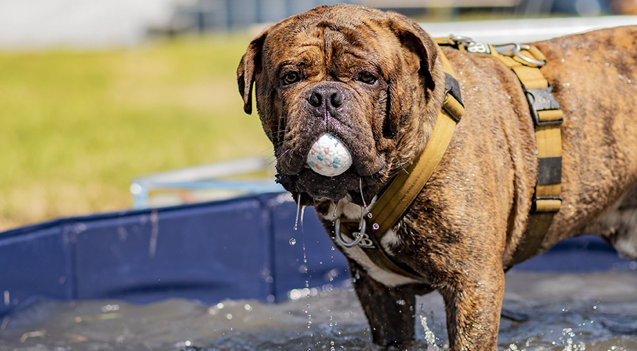 A dog stood in a pool with a ball in its mouth at Dogstival festival.