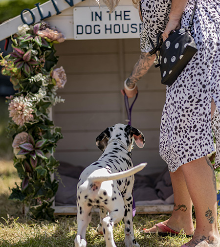 A dog walking into the dog house at Dogstival festival.