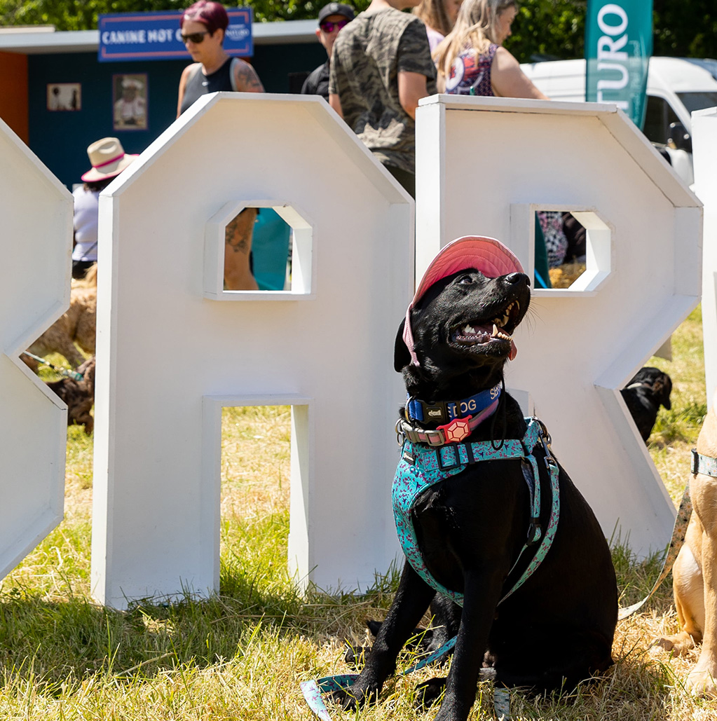 A dog sat in front of a BAR sign at Dogstival festival.