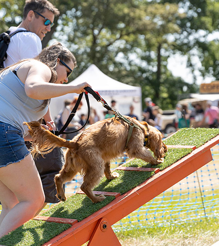 A couple taking their dog round an agility course at Dogstival festival.