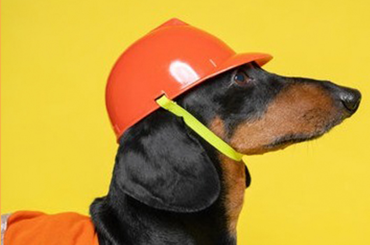 A small dog with a hard hat on its head.