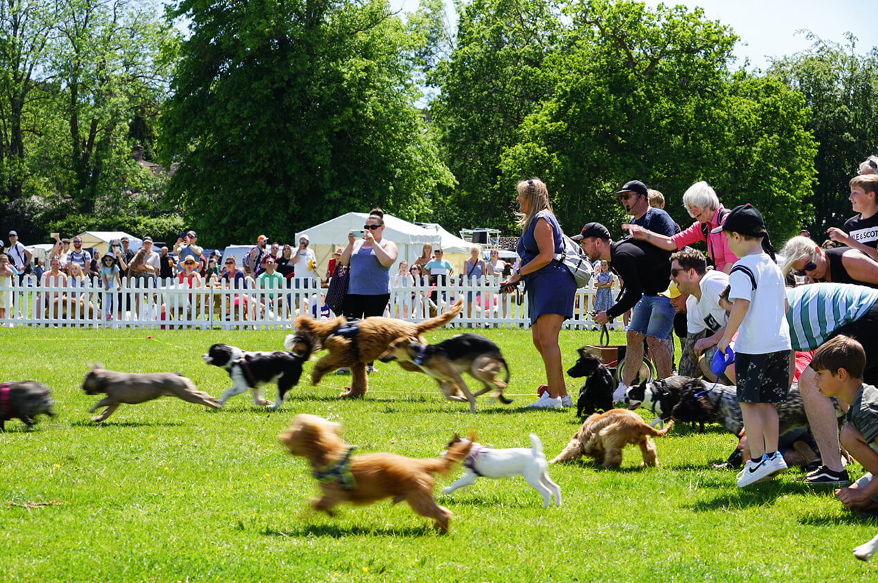Photo of dogs running in the main arena at Dogstival festival.