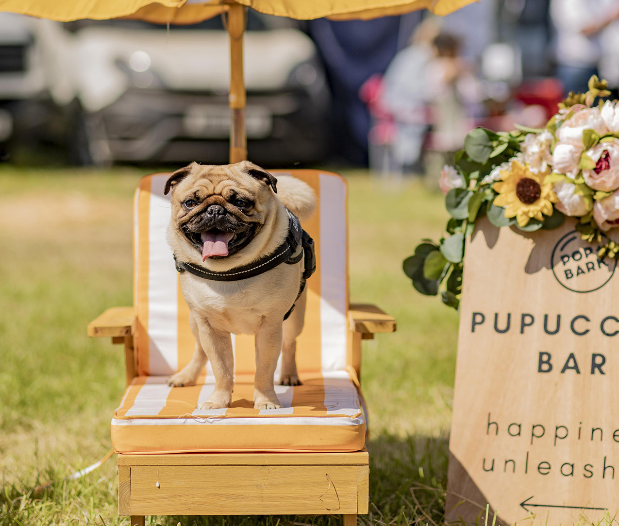 Pug sat on a small beach chair at Dogstival festival.
