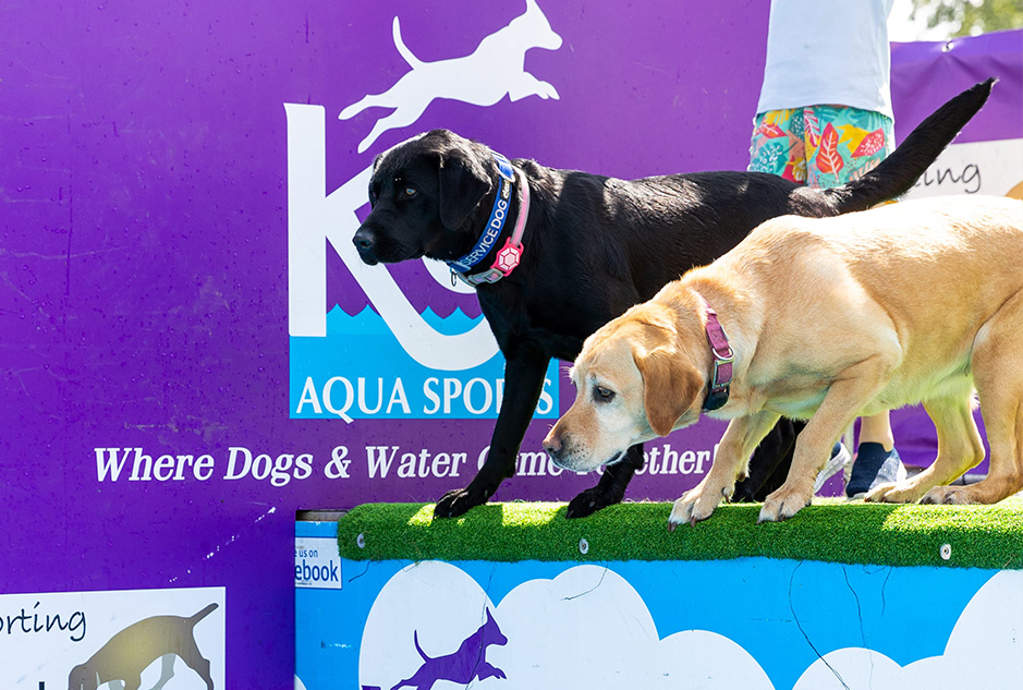 Two dogs about to jump into a pool at Dogstival festival.