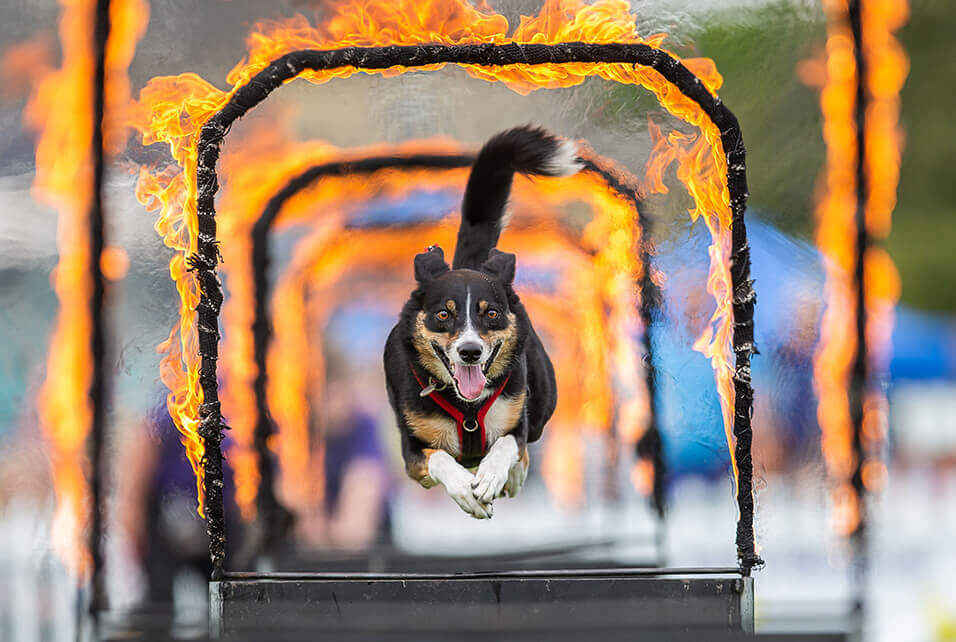 Photo of a dog jumping through burning hoops at Dogstival festival.