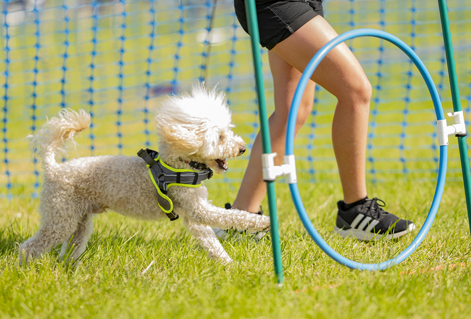 A small dog running through an agility course at Dogstival festival.